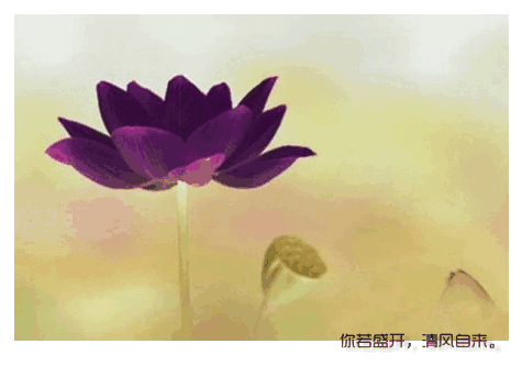 ����ʢ��.gif