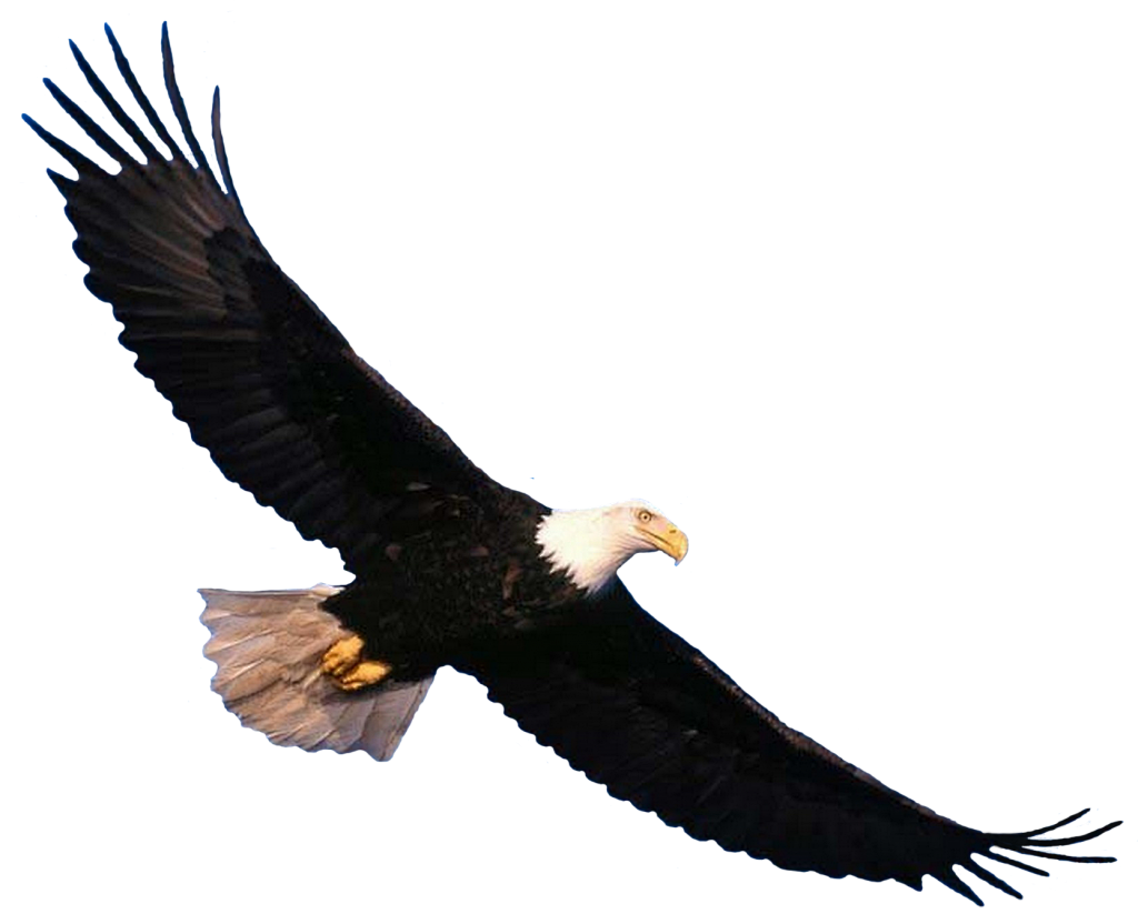 c571af85910562029141ac54828802ecfc9972f847c0e-Oi4VEu_fw1200.png